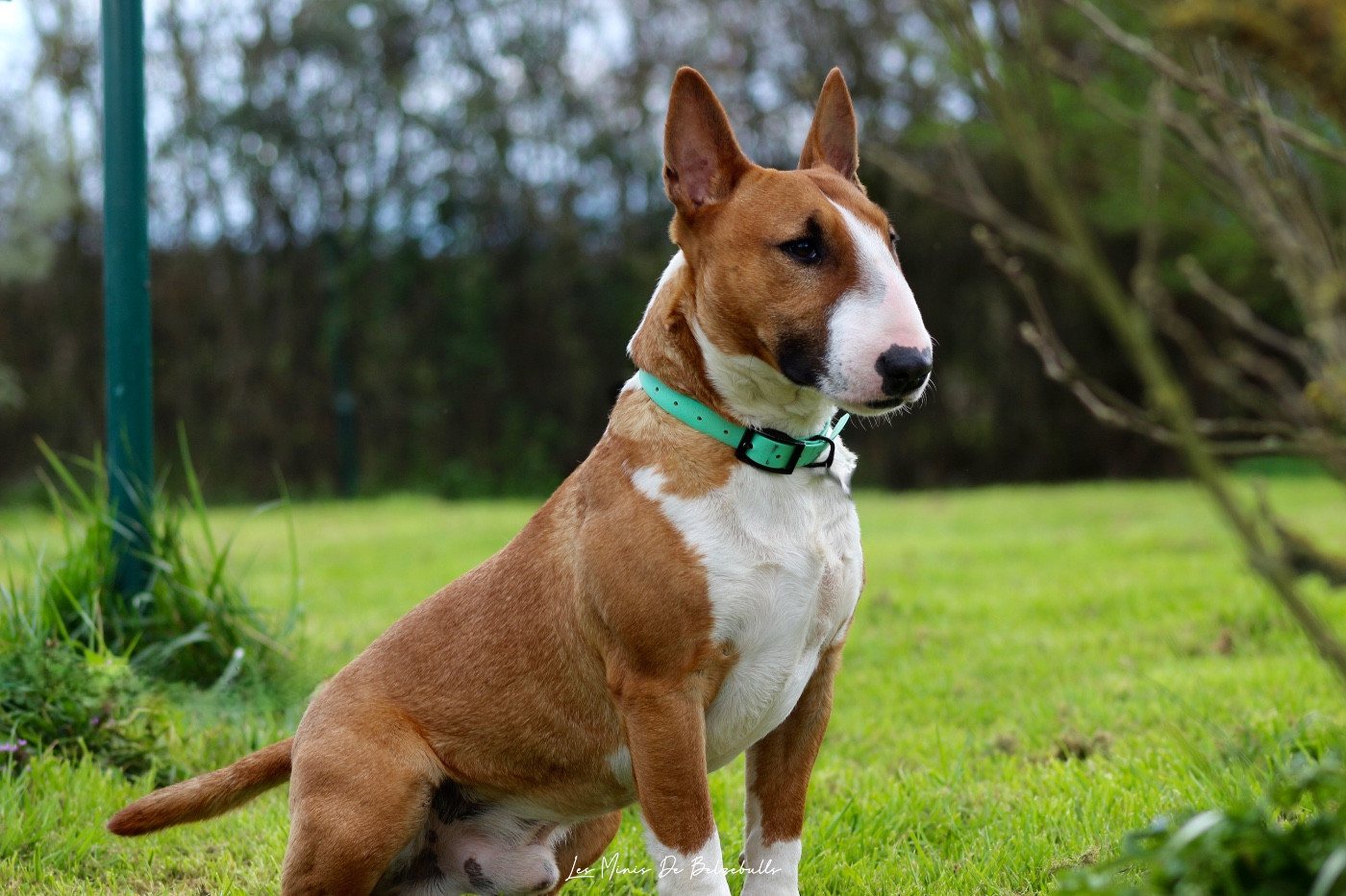 Torrid Blaze venturesome