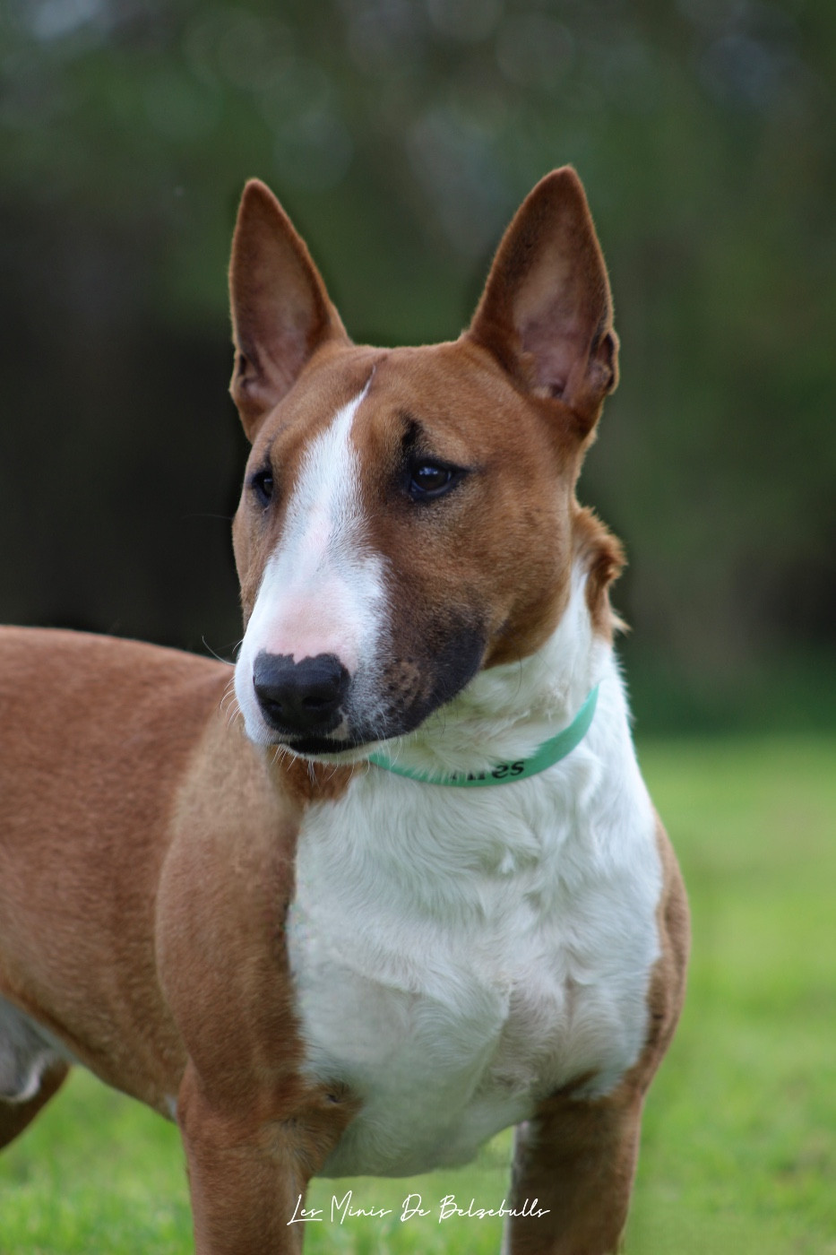 Torrid Blaze venturesome