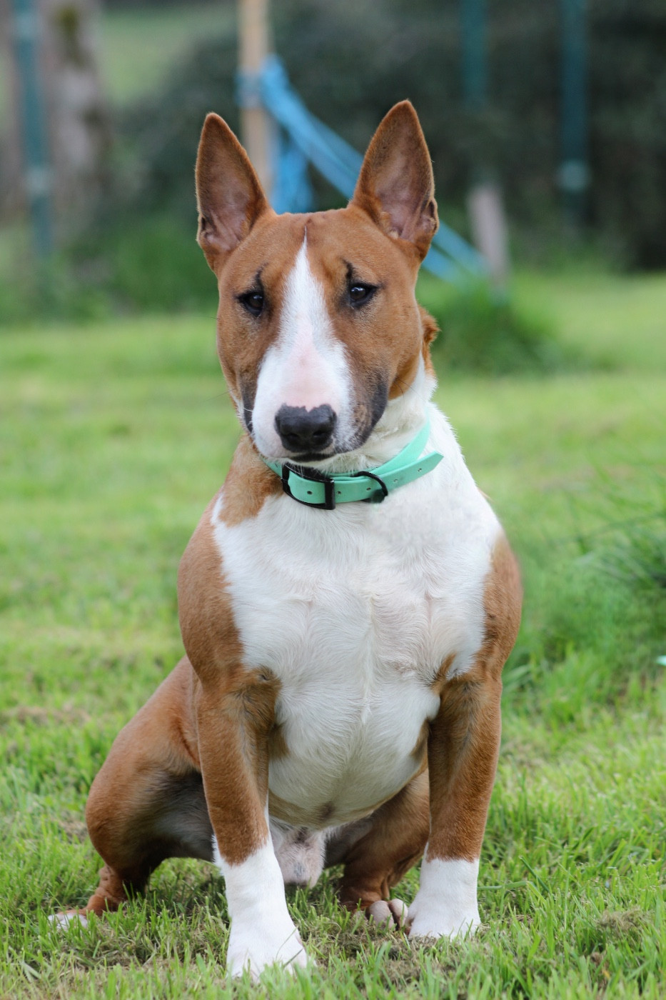 Torrid Blaze venturesome