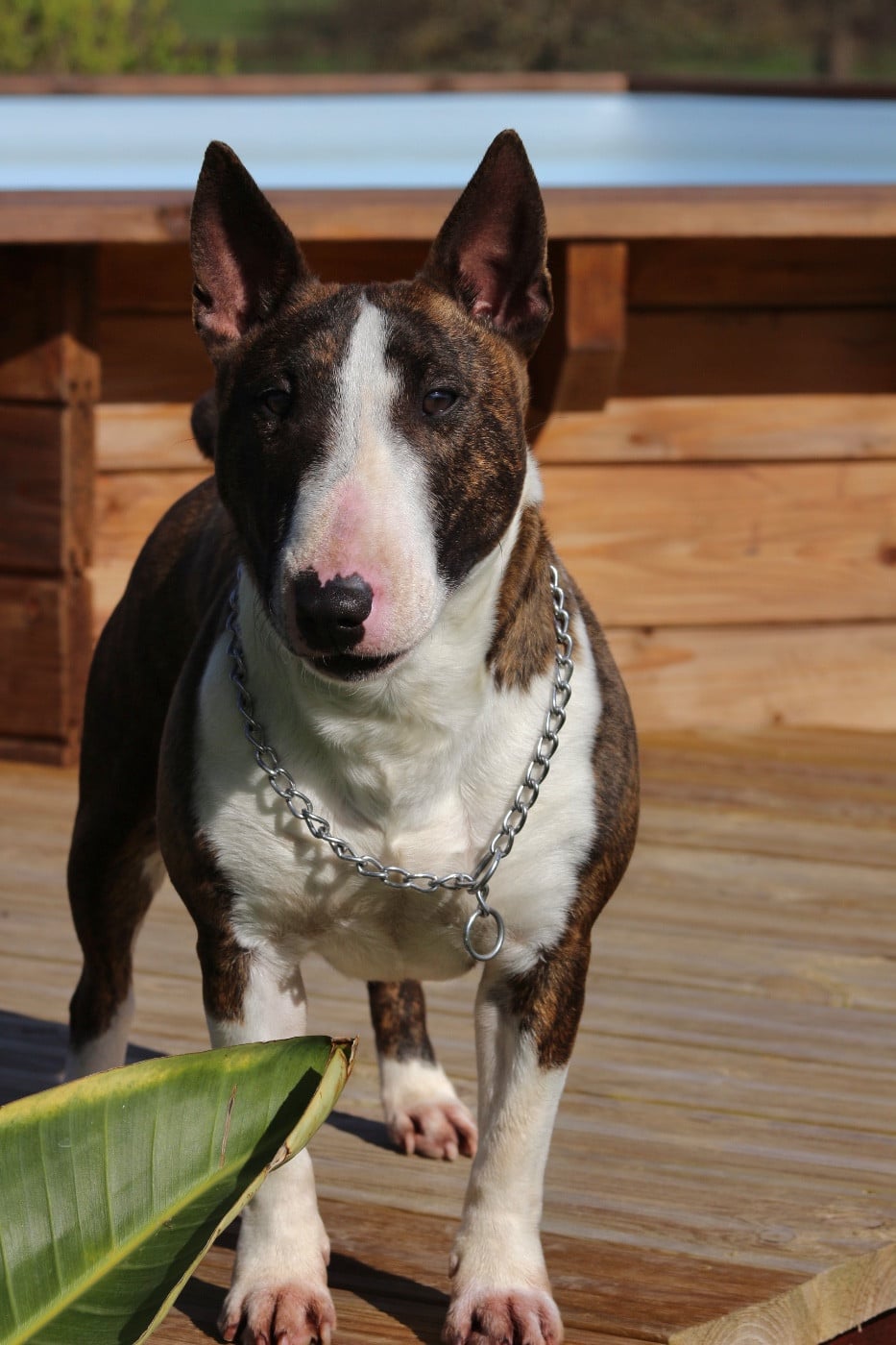 Vicky Des Minis De Belzebulls