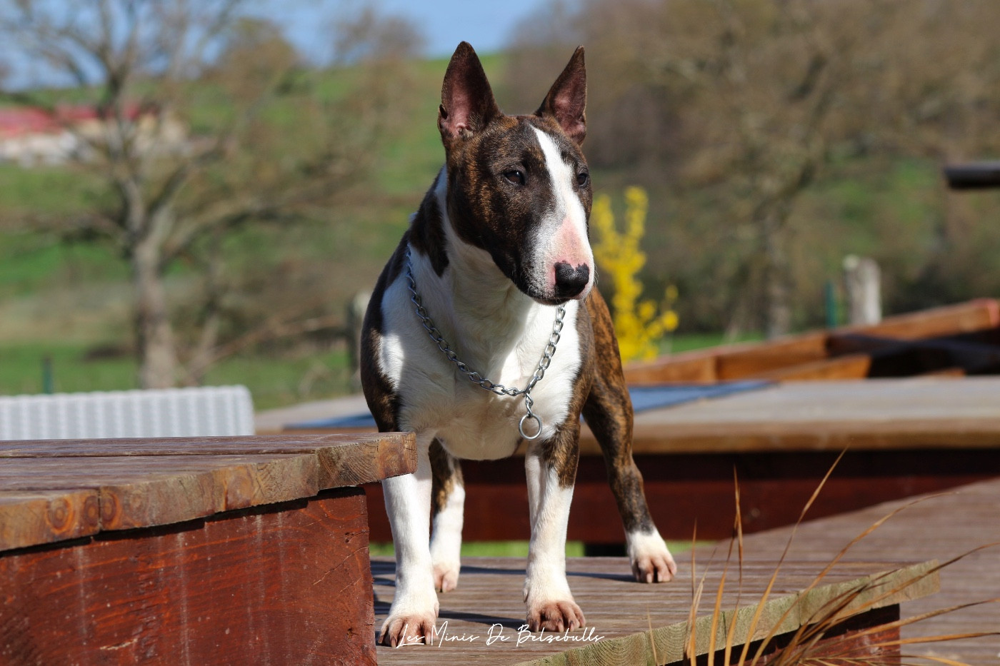 Vicky Des Minis De Belzebulls