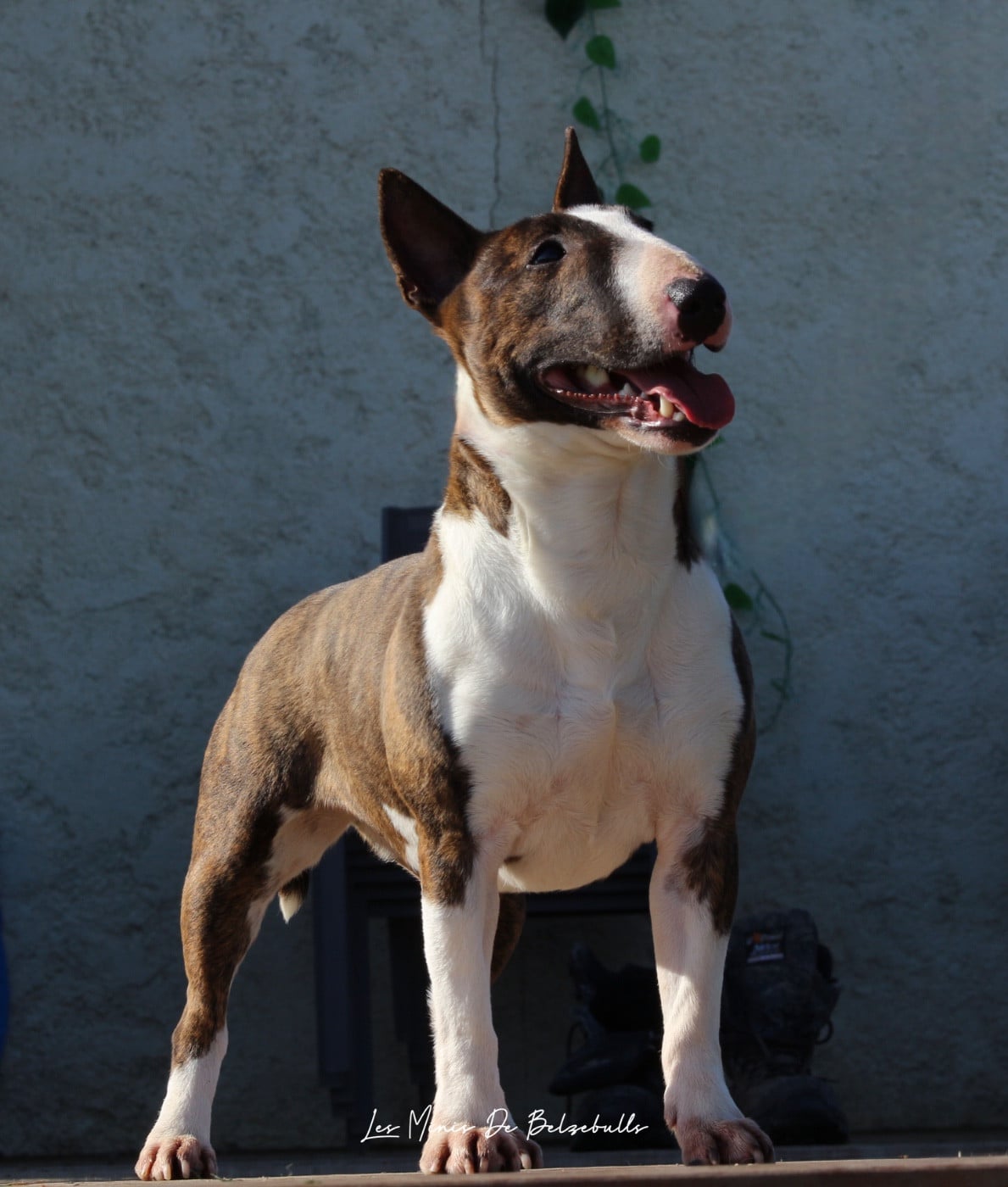 Vicky Des Minis De Belzebulls