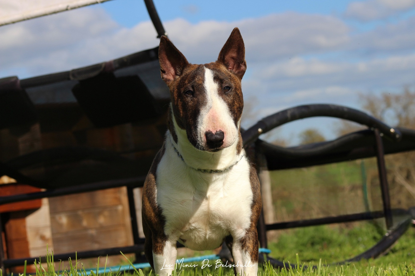 Vicky Des Minis De Belzebulls