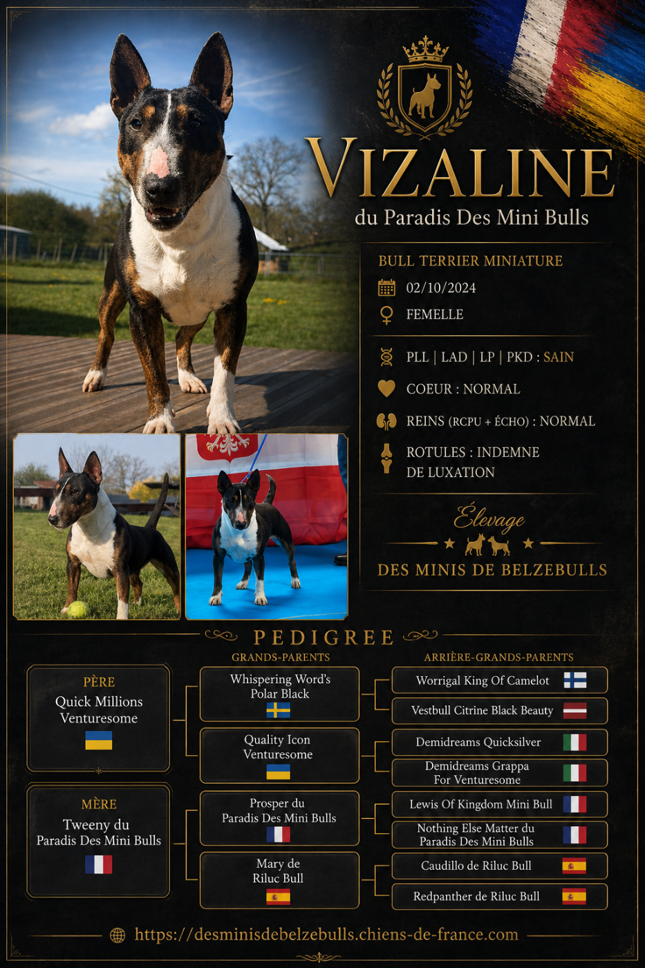 Vizaline du Paradis Des Mini Bulls