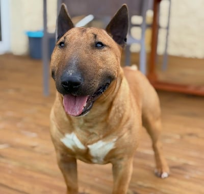 Des Minis De Belzebulls