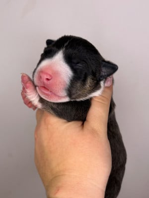 Les chiots de Bull Terrier Miniature