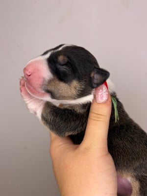 Les chiots de Bull Terrier Miniature