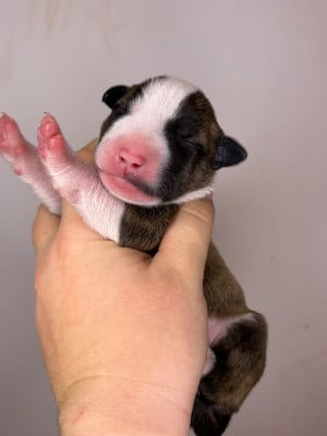 Les chiots de Bull Terrier Miniature