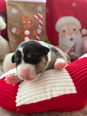Les chiots de Bull Terrier Miniature