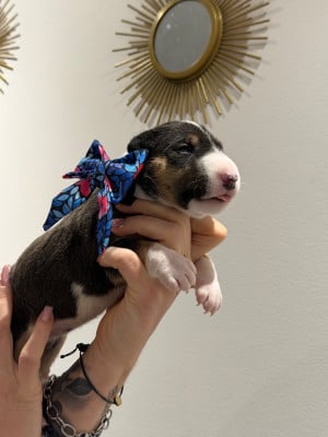 Les chiots de Bull Terrier Miniature