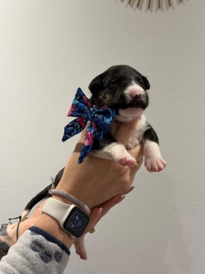Les chiots de Bull Terrier Miniature