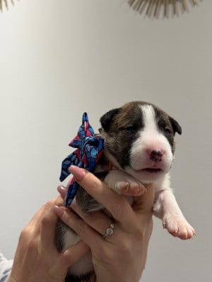 Les chiots de Bull Terrier Miniature