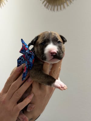Les chiots de Bull Terrier Miniature