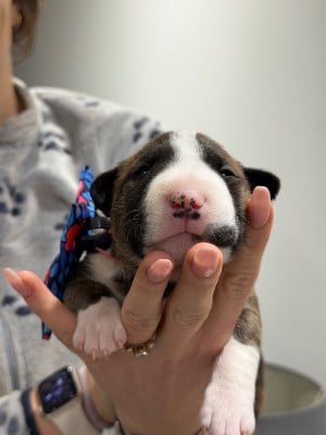 Les chiots de Bull Terrier Miniature