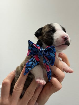 Les chiots de Bull Terrier Miniature