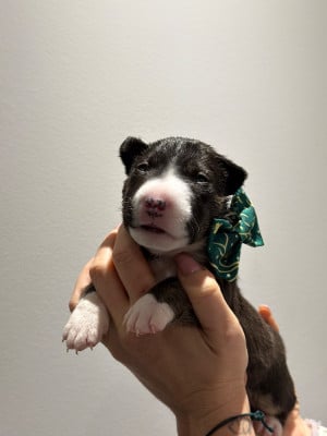 Les chiots de Bull Terrier Miniature