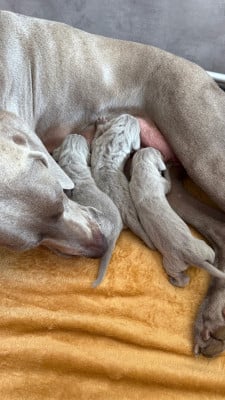 Les chiots de Braque de Weimar