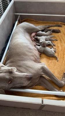 Les chiots de Braque de Weimar