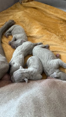 Les chiots de Braque de Weimar