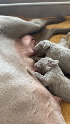 Les chiots de Braque de Weimar