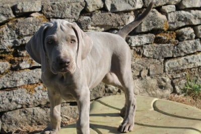 Les chiots de Braque de Weimar
