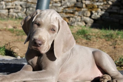Les chiots de Braque de Weimar