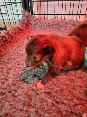 Les chiots de Shetland Sheepdog