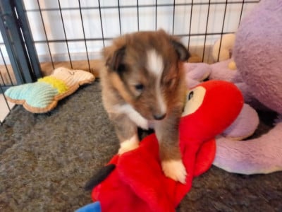 Les chiots de Shetland Sheepdog
