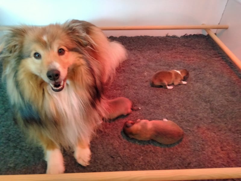 Shetland Sheepdog - Du Bois De La Latte