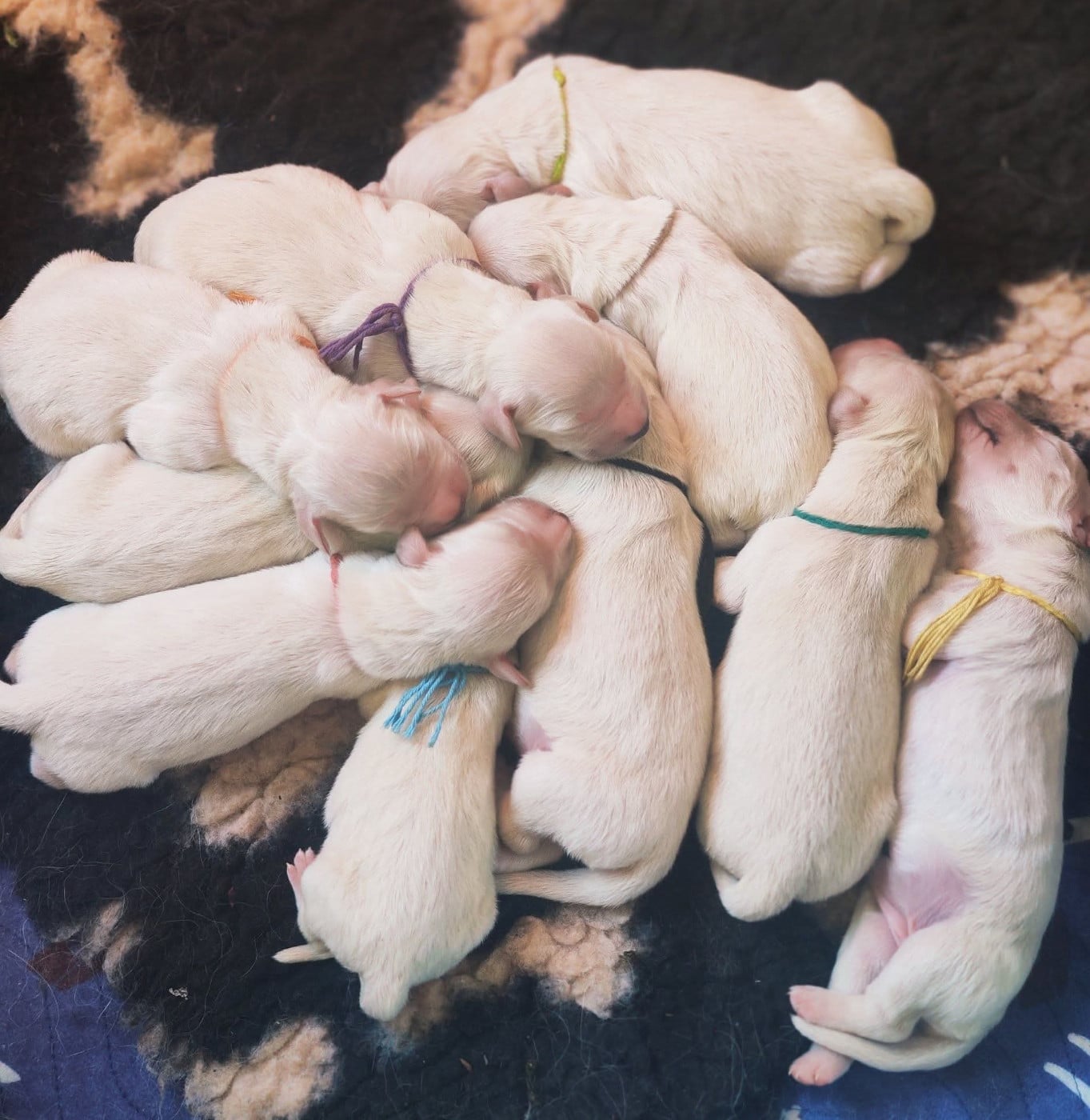 CHIOT 8 - Golden Retriever