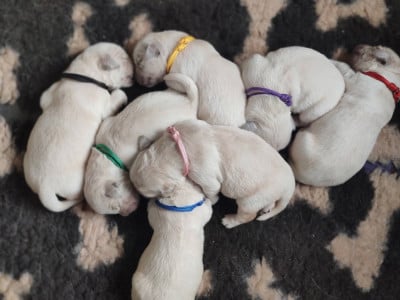 Les chiots de Golden Retriever