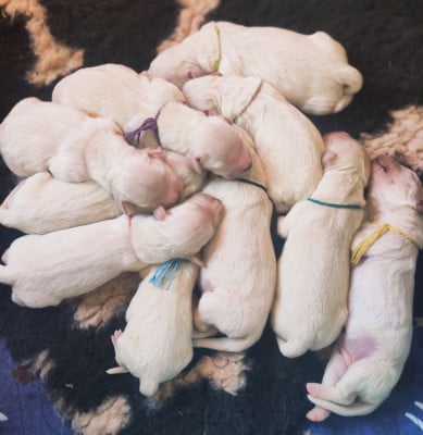 Les chiots de Golden Retriever