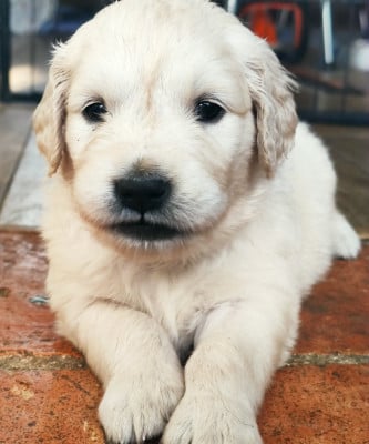 Les chiots de Golden Retriever