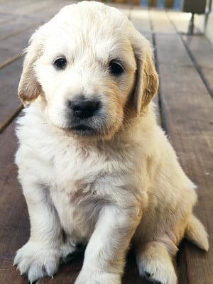 Les chiots de Golden Retriever