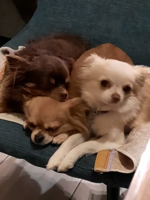 Des Amours Célestes