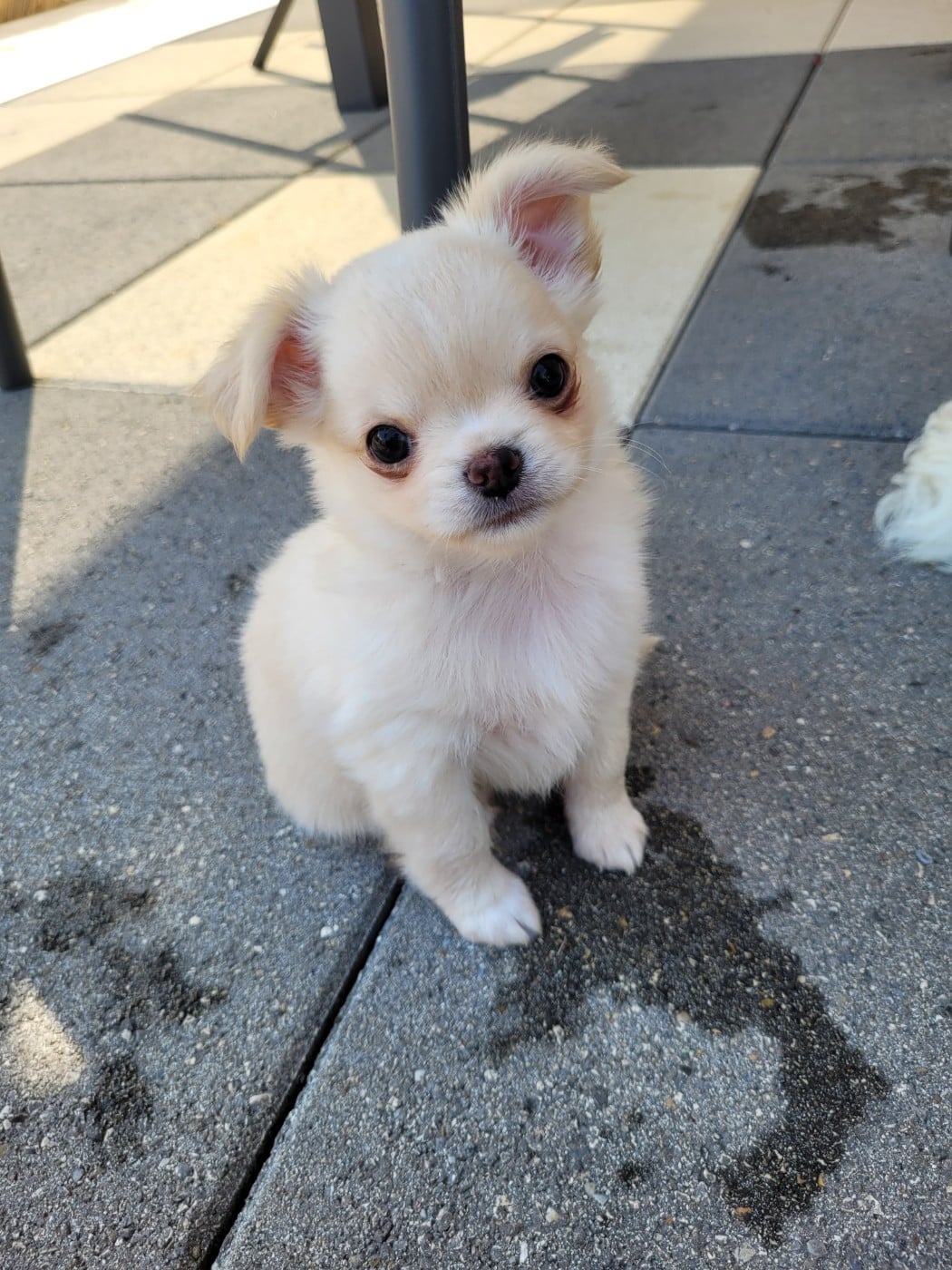 Berlioz