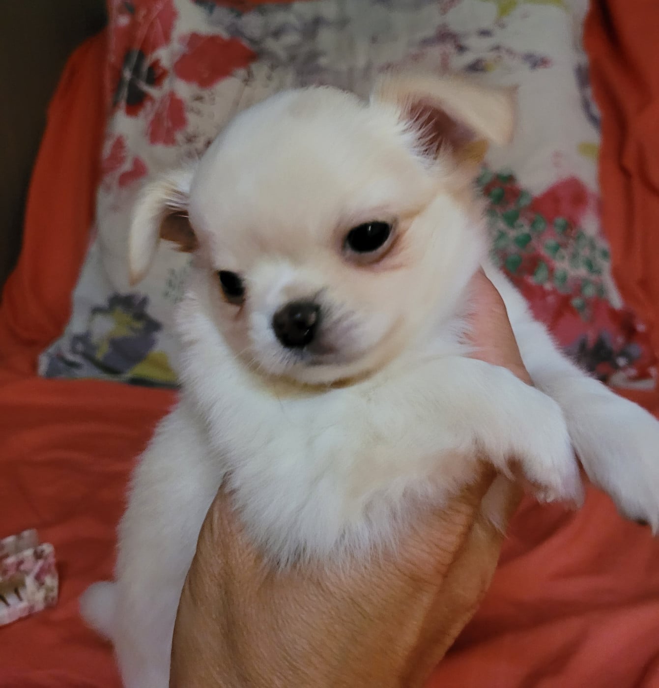 Berlioz