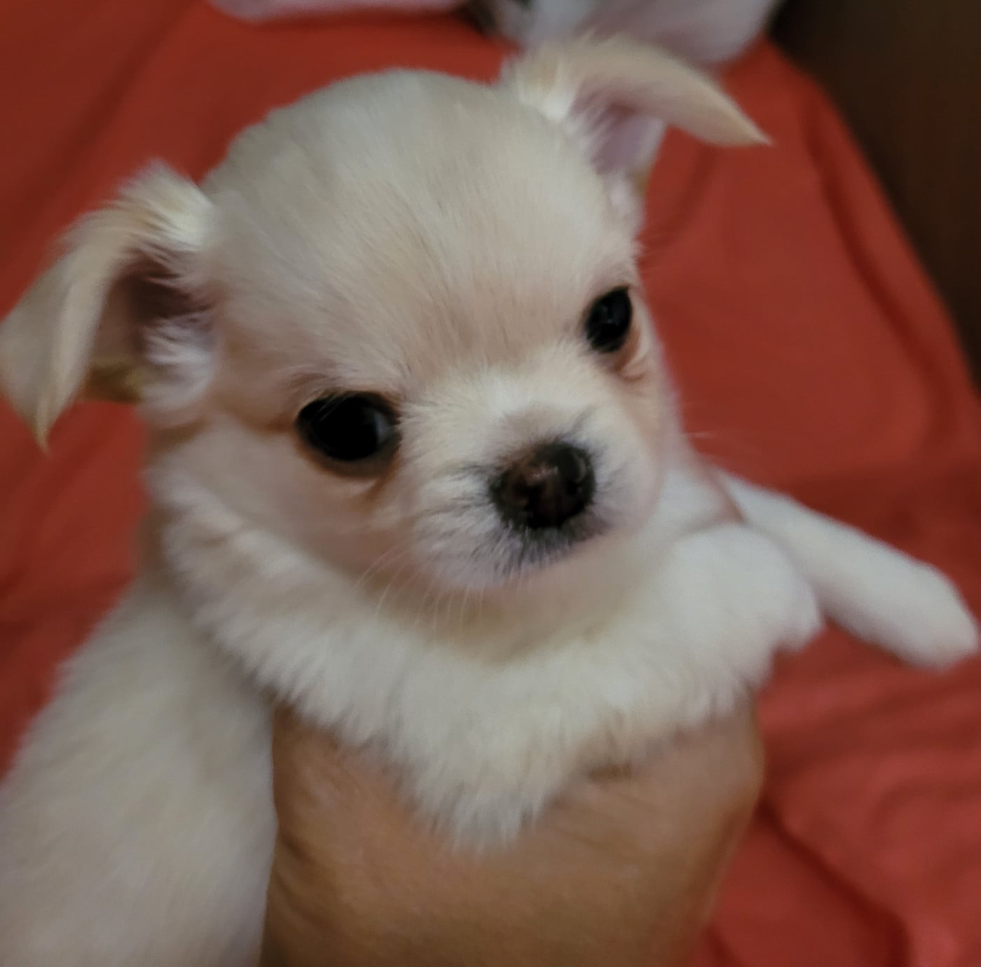 Berlioz