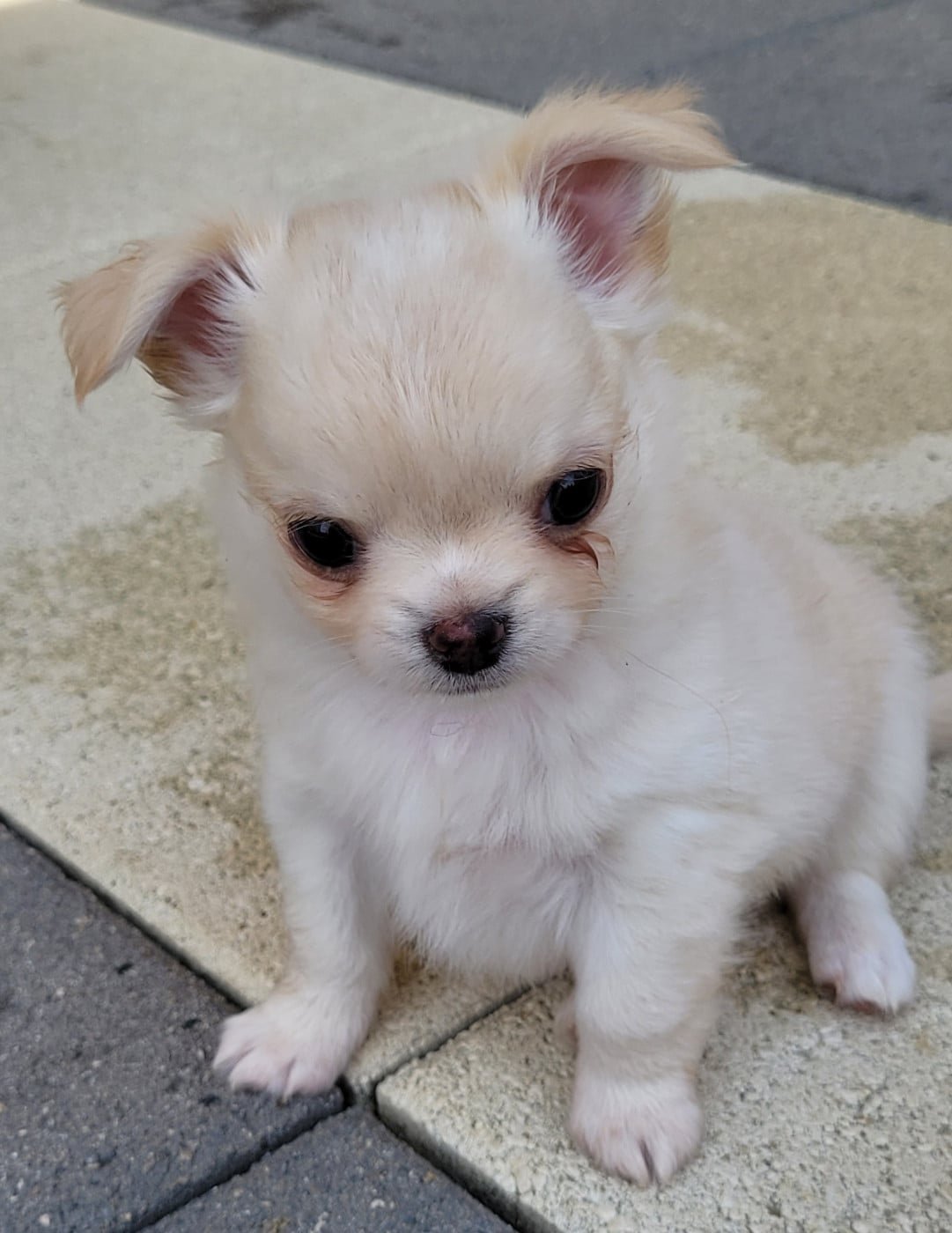 Berlioz