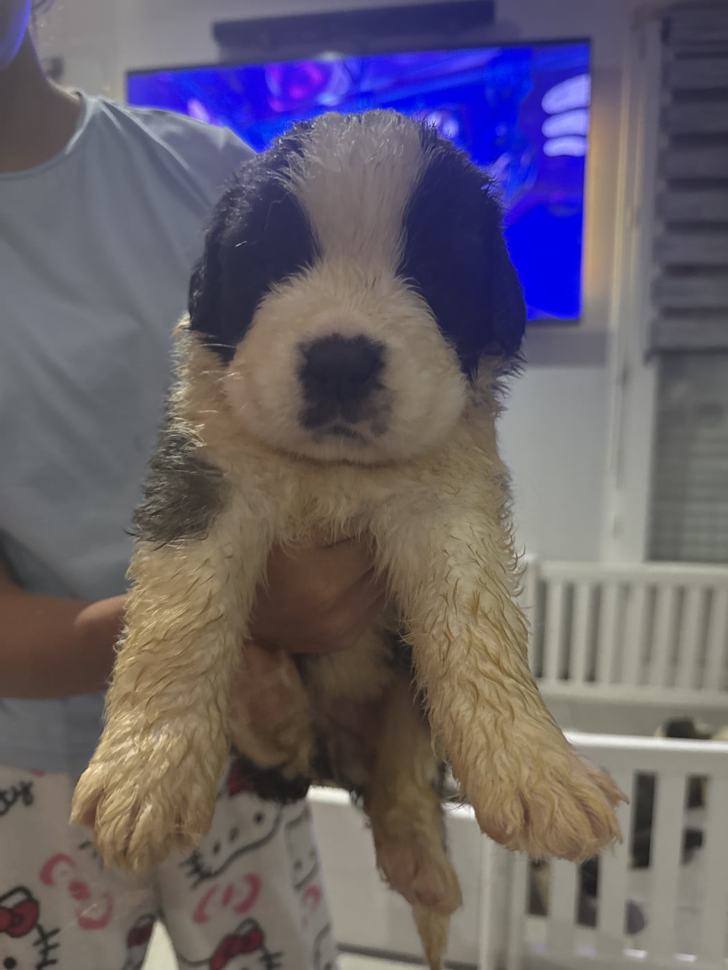 Bianca - Chien du Saint-Bernard