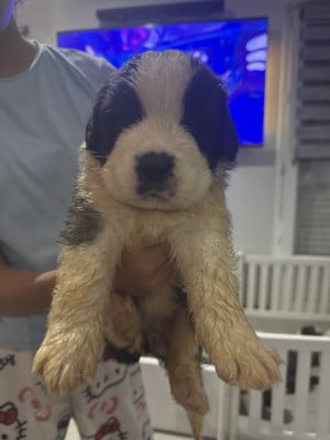 Les chiots de Chien du Saint-Bernard