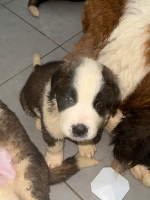Les chiots de Chien du Saint-Bernard