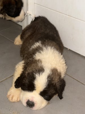 Les chiots de Chien du Saint-Bernard