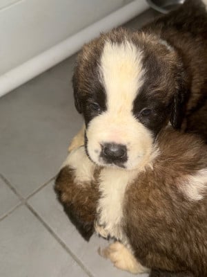 Les chiots de Chien du Saint-Bernard