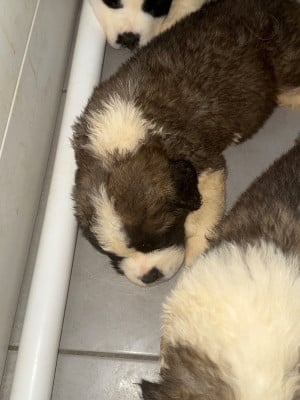 Les chiots de Chien du Saint-Bernard