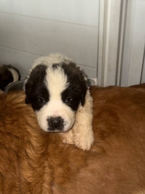 Les chiots de Chien du Saint-Bernard