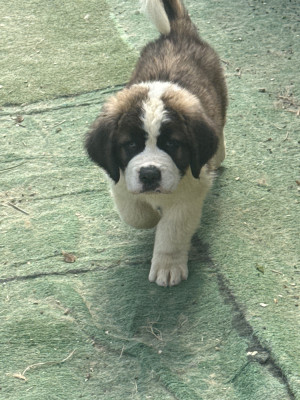Les chiots de Chien du Saint-Bernard
