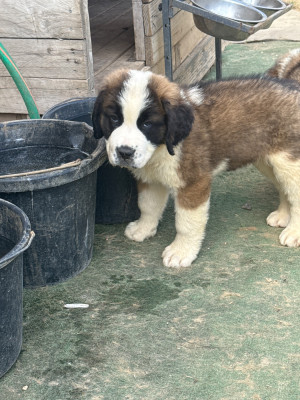Les chiots de Chien du Saint-Bernard