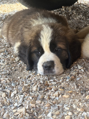 Les chiots de Chien du Saint-Bernard