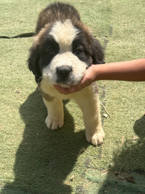 Les chiots de Chien du Saint-Bernard